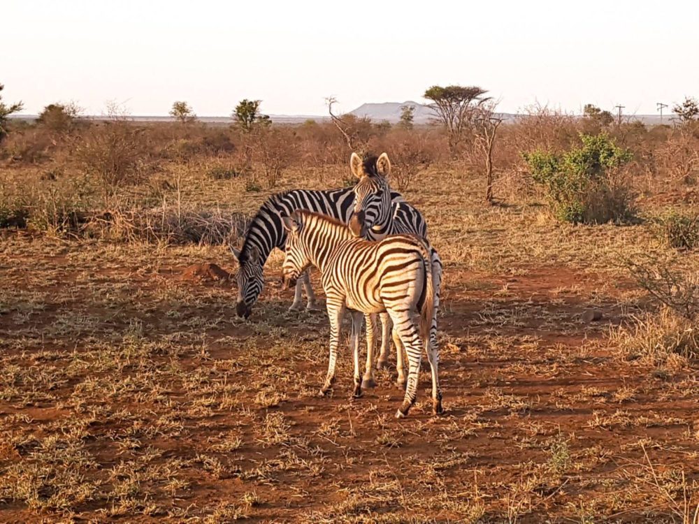 Zebras at Kruger National Park