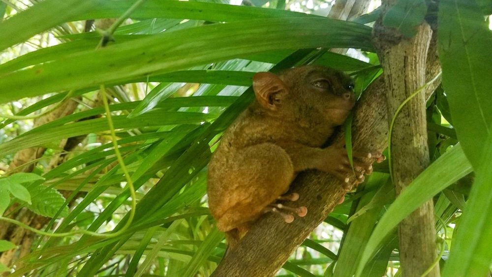 Tarsier with half closed eyes in the Tarsier Sanctuary Corella
