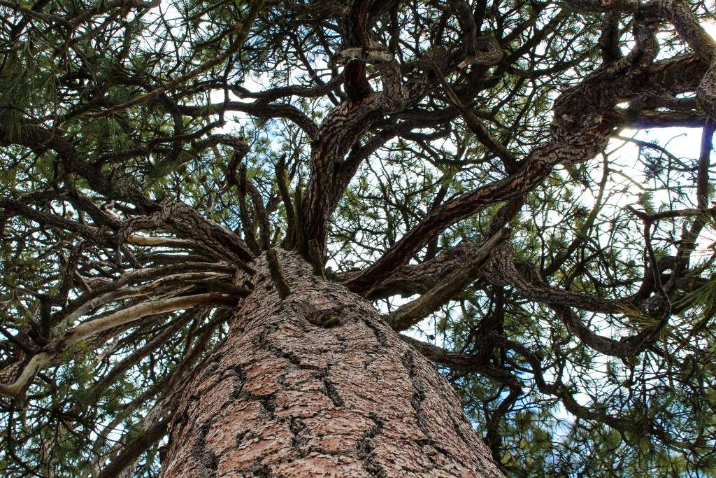 5 Can't Miss Adventures near Lake Tahoe by The Agape Co