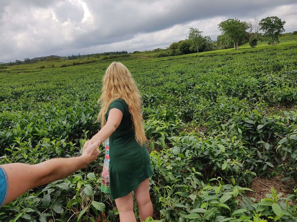 Three Bois Cheri Tea Plantion is one of the 10 Must do Activities in Mauritius