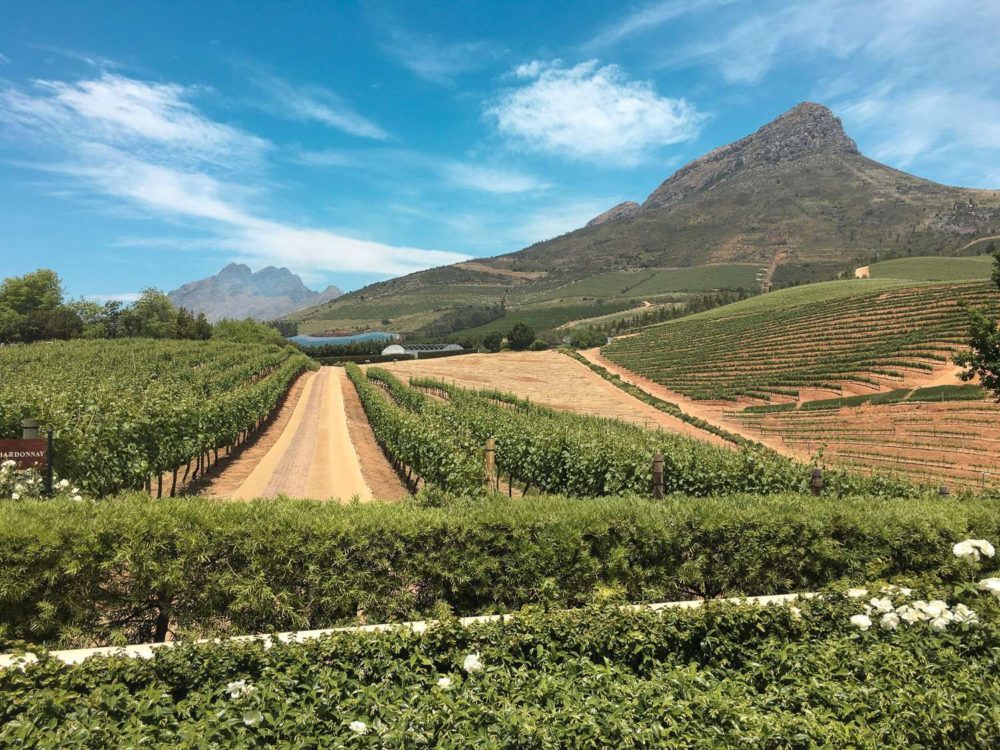 South Africa Photo Inspiration - Instaworthy shots - Wine Region Constantia