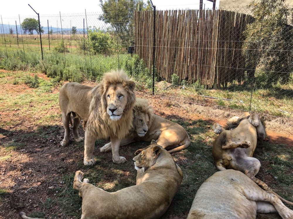 South Africa Photo Inspiration - Instaworthy shots - Lions at Lion Park Johannesburg