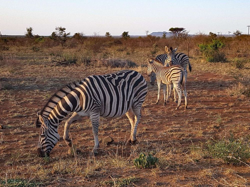 South Africa Photo Inspiration - Instaworthy shots - Zebras at Kruger National Park