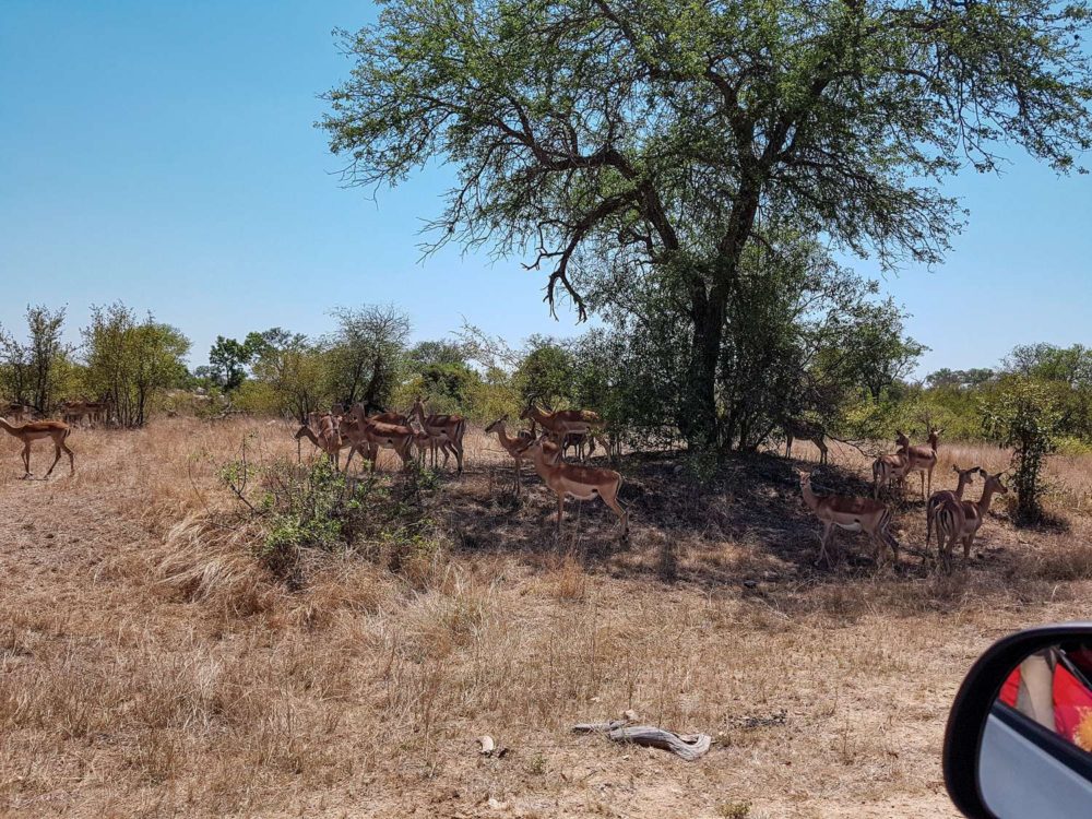 South Africa Photo Inspiration - Instaworthy shots - Animals at Kruger National Park