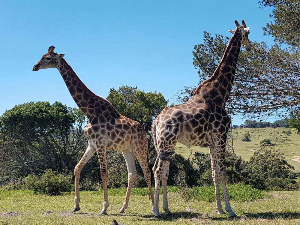 South Africa Photo Inspiration - Instaworthy shots - Giraffes at Kruger National Park