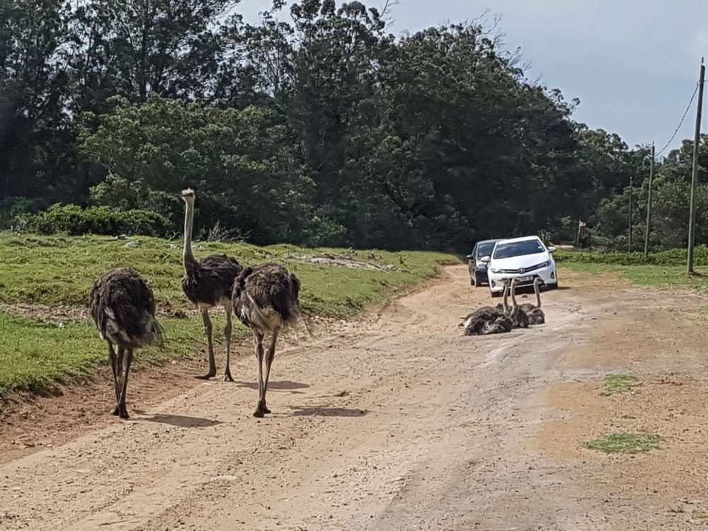 South Africa Photo Inspiration - Instaworthy shots - Kraga Kamma Game Reserve Roadblock by Ostrich