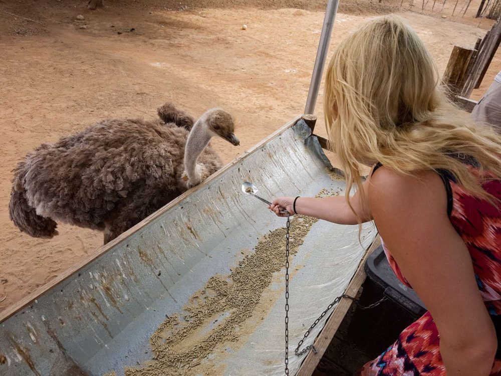 South Africa Photo Inspiration - Instaworthy shots - Ostrich Farm