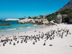 South Africa Photo Inspiration - Instaworthy shots - Boulders Bay Penguins