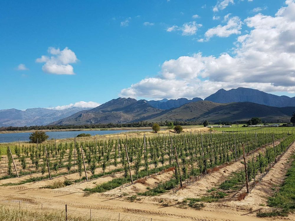 South Africa Photo Inspiration - Instaworthy shots - wine region south africa from Train from Johannesburg to Cape Town