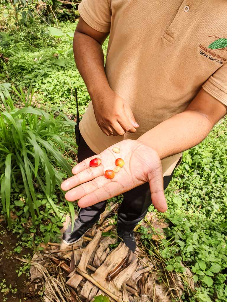 Coffee beans during the coffee plantation tour at Munduk Moding Plantation
